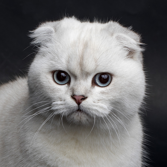 苏格兰折耳猫苏折银渐层