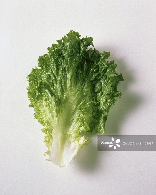 oneromainelettuceleaf