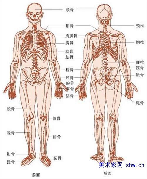 206块骨头的名称大全图片