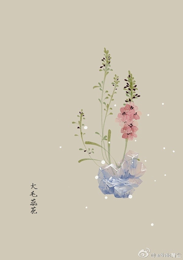 365天生日花 7月31日大毛蕊花 Great Mullein 花语 信念