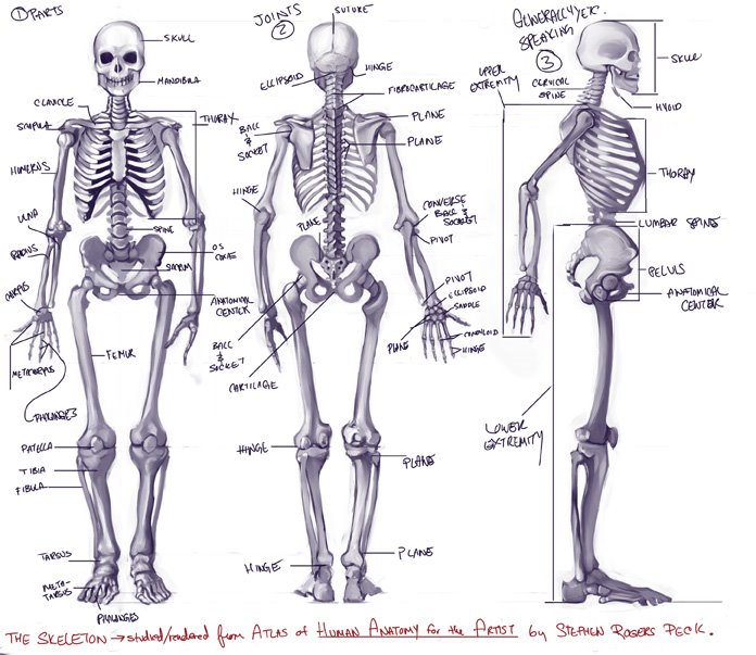 人体骨骼的搜索结果 百度图片搜索