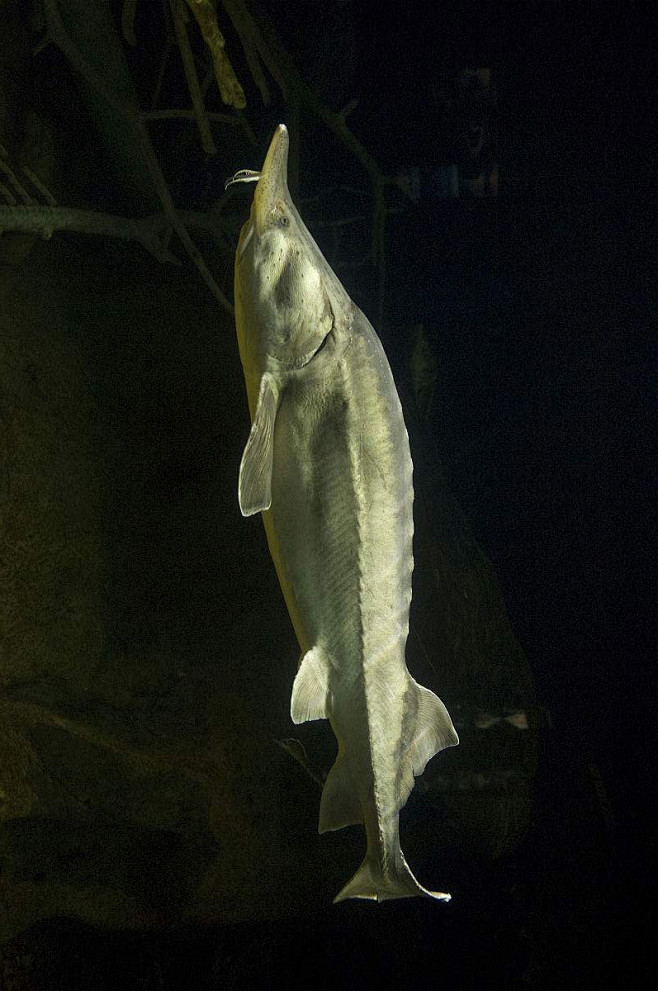 鲟形目鲟科欧洲鲟