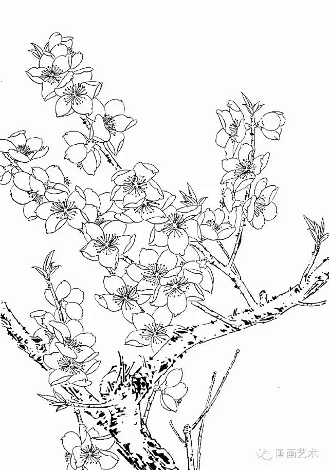 工笔线描桃花美