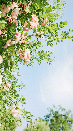 西兰花_开采集到【花开荼蘼】
