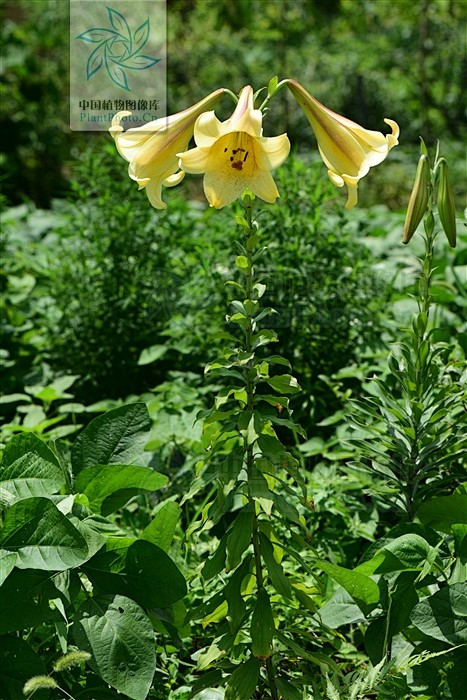 lilium brownii var 