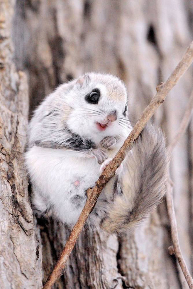 啮齿目松鼠亚目松鼠科鼯鼠属日本飞鼠