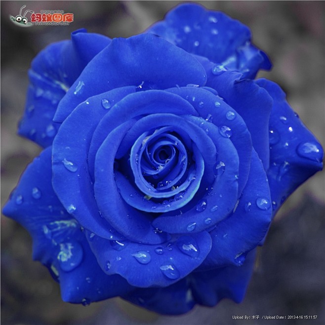 蓝色玫瑰花图片素材