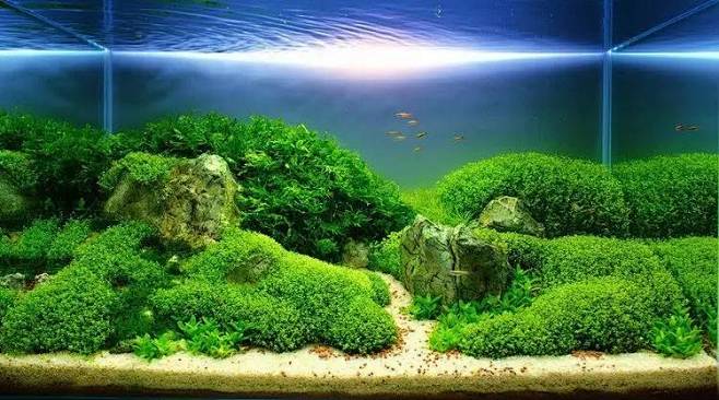 鱼缸造景