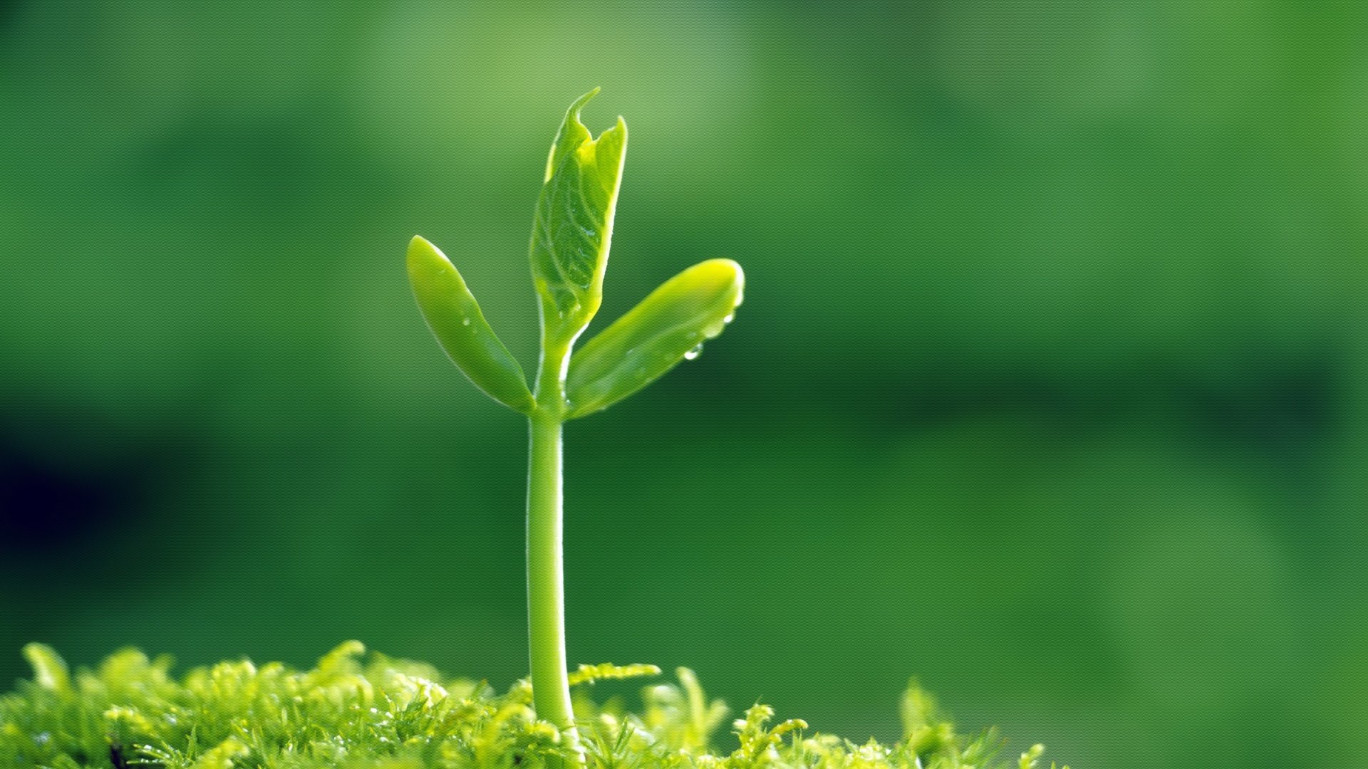 植物 高清植物高清背景 桌面背景 绿色植物背景 自然植物