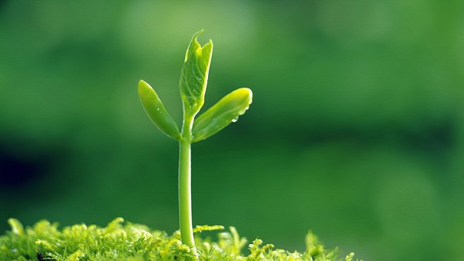 植物 高清植物高清背景 桌面背景 绿色植物背景 自然植物