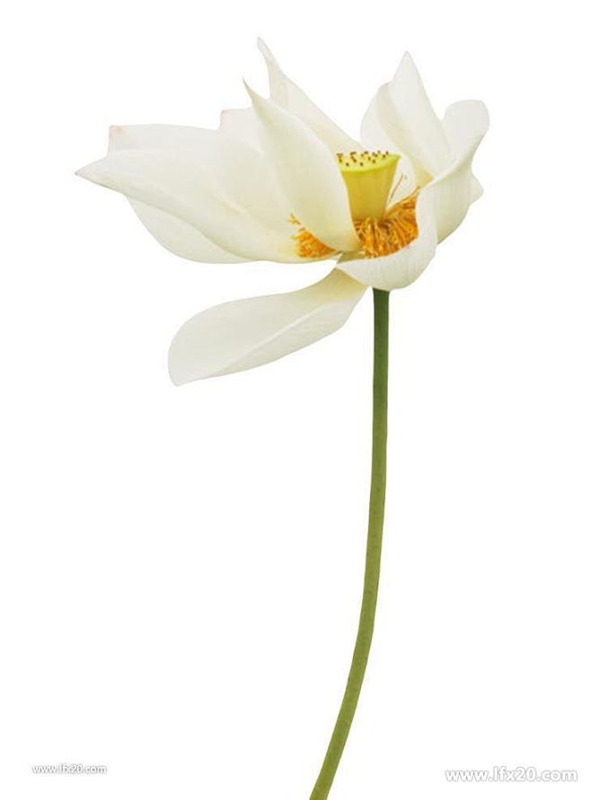 中国风清新手绘水墨荷花莲花花朵png免抠图片png素材素材下载乐分享