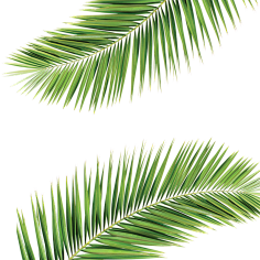 油炸大蜗牛采集到植物素材