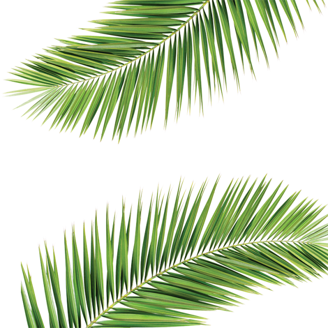 palmleaf椰樹png