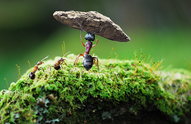 蚂蚁推石头励志图片图片