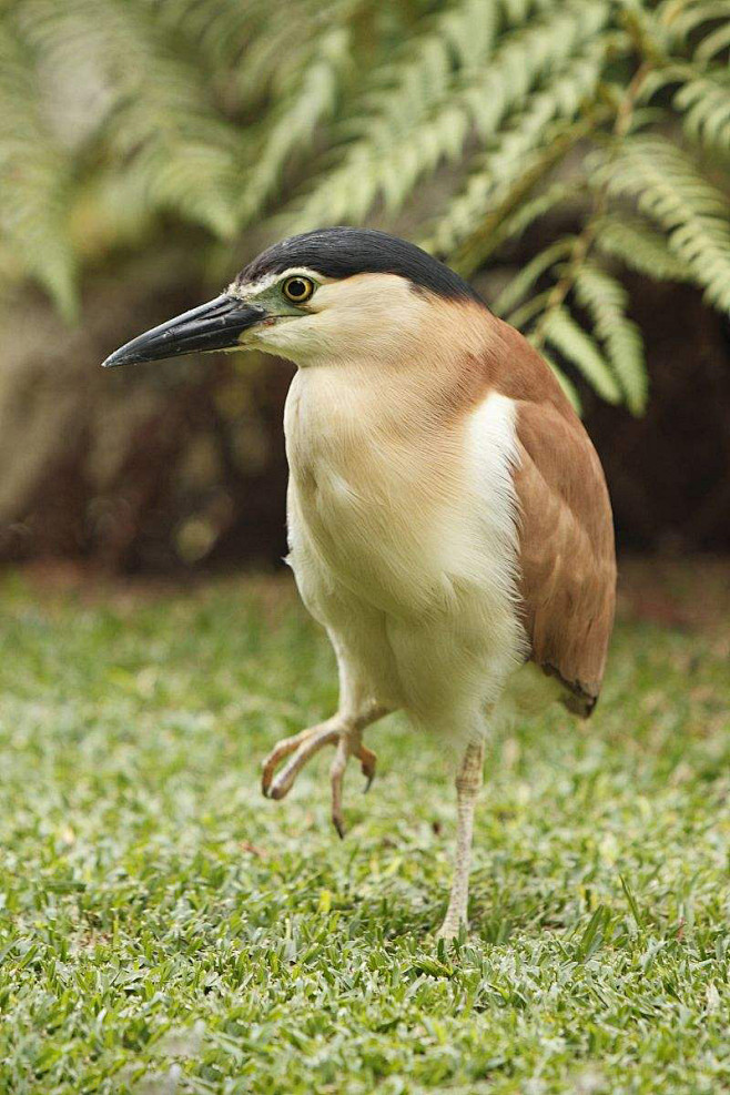 鹈形目鹭科夜鹭属棕夜鹭成鸟