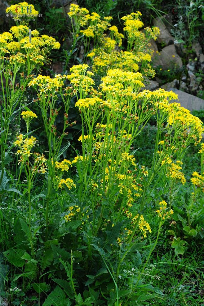 zyyyyyyyyyyyyyyyyy采集于2020-01-06 13:19:16千里光02植物意向图z