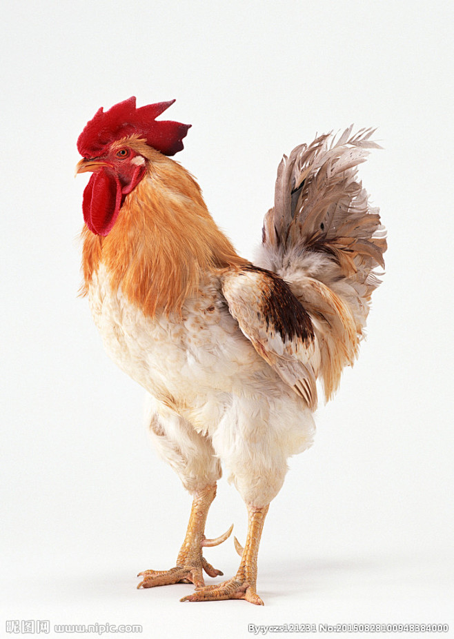 10:44:04鸡a水彩-练习册-动物素材格列佛同采自nipic