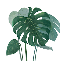 油炸大蜗牛采集到植物素材