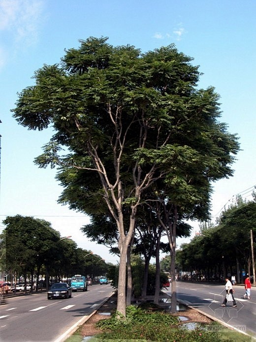 千头椿行道树图片
