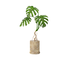 -加油!采集到植物素材