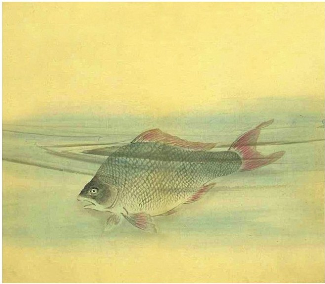 山海经大鯾居海中br鲂fáng鱼鳊鱼赪chēng浅红色