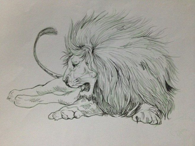 狮子素描