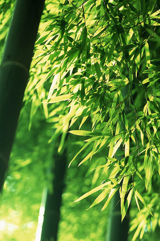 青葱翠绿的竹林