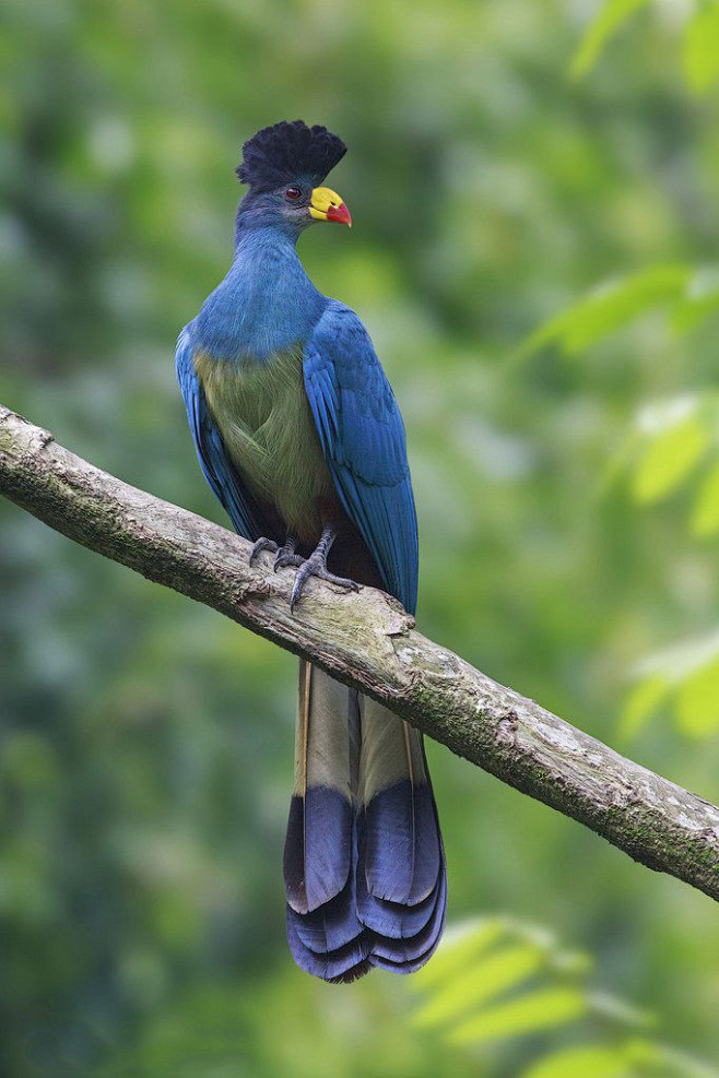 蕉鹃目蕉鹃科蓝蕉鹃属大蓝蕉鹃