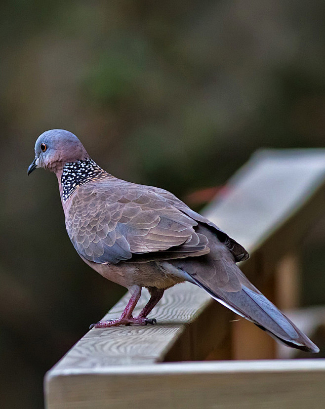 珠頸斑鳩:鳥綱,國家三級保護動物