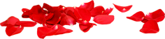 吖迪_采集到花