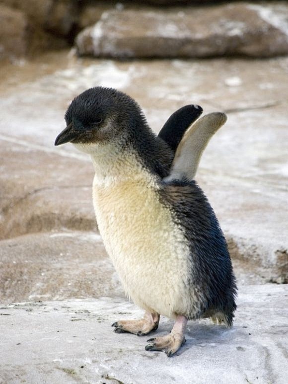 baby penguin | cutes.