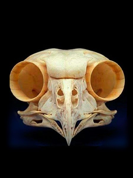 猫头鹰骨骼结构图图片