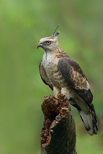 鹰形目鹰科鹃隼属褐冠鹃隼